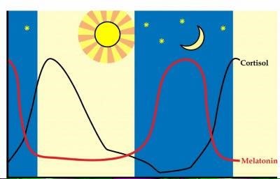 melatonine-cortisol grafiek